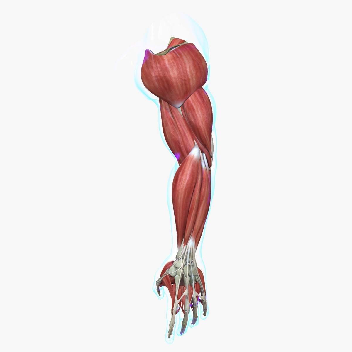 Мышцы руки