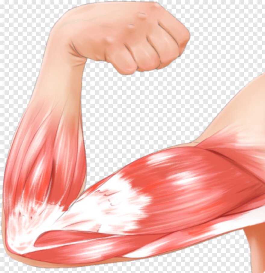 Бицепс руки мышцы