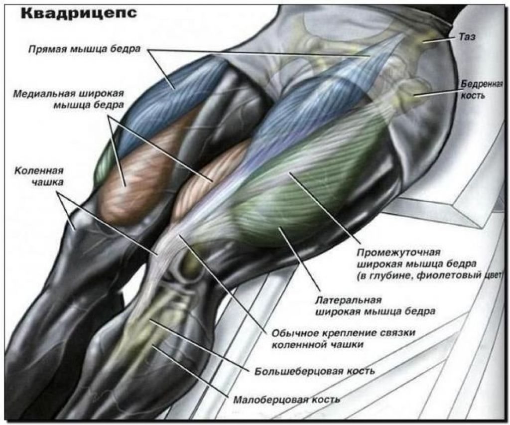 Мышцы бедра передняя группа анатомия