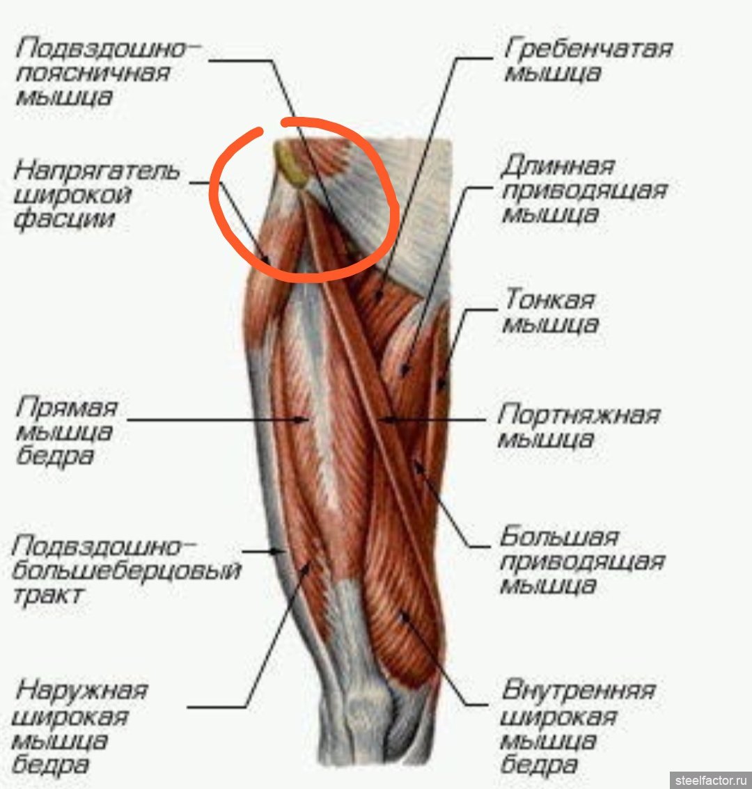 Мышцы бедра передняя задняя медиальная