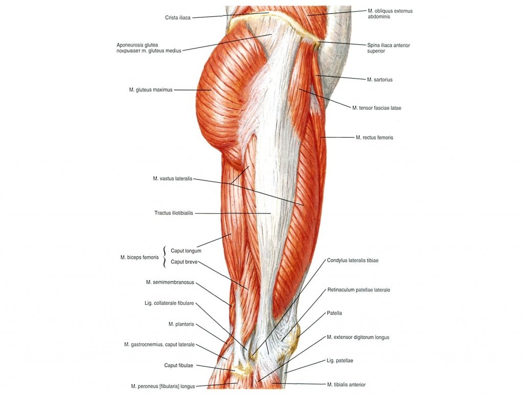 Мышцы нижней конечности сбоку