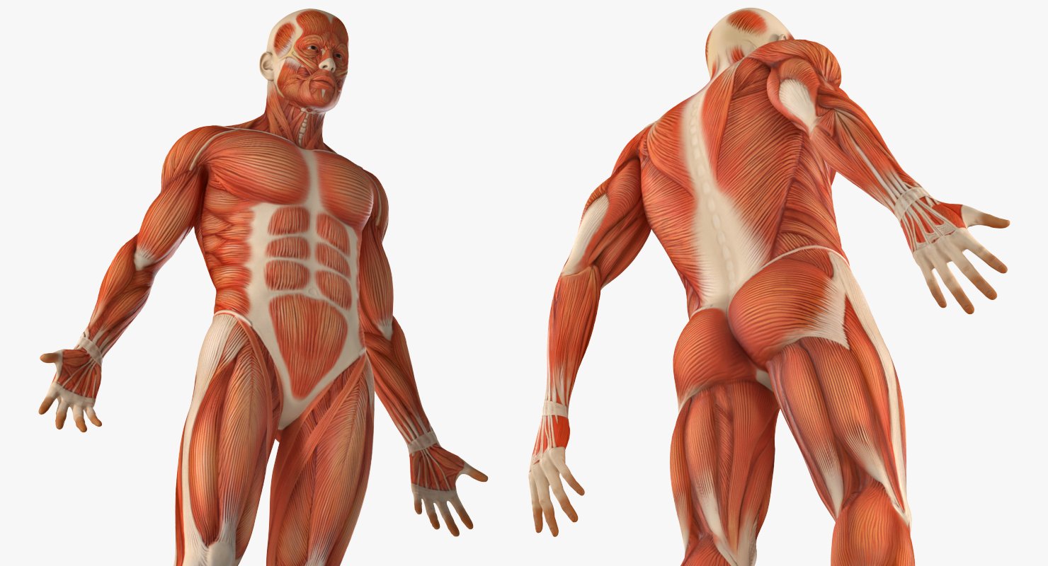 Мышцы картинка. Мышечная система. Мышцы ребенка анатомия. Мышцы мужчины анатомия. Модель мышечной системы человека.