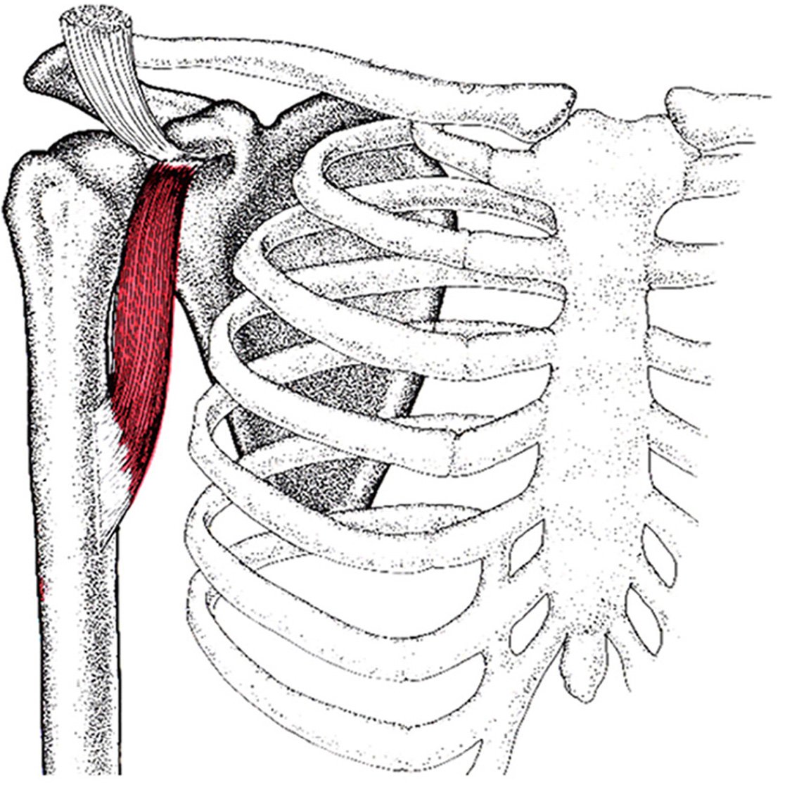Клювовидно-плечевая мышца анатомия