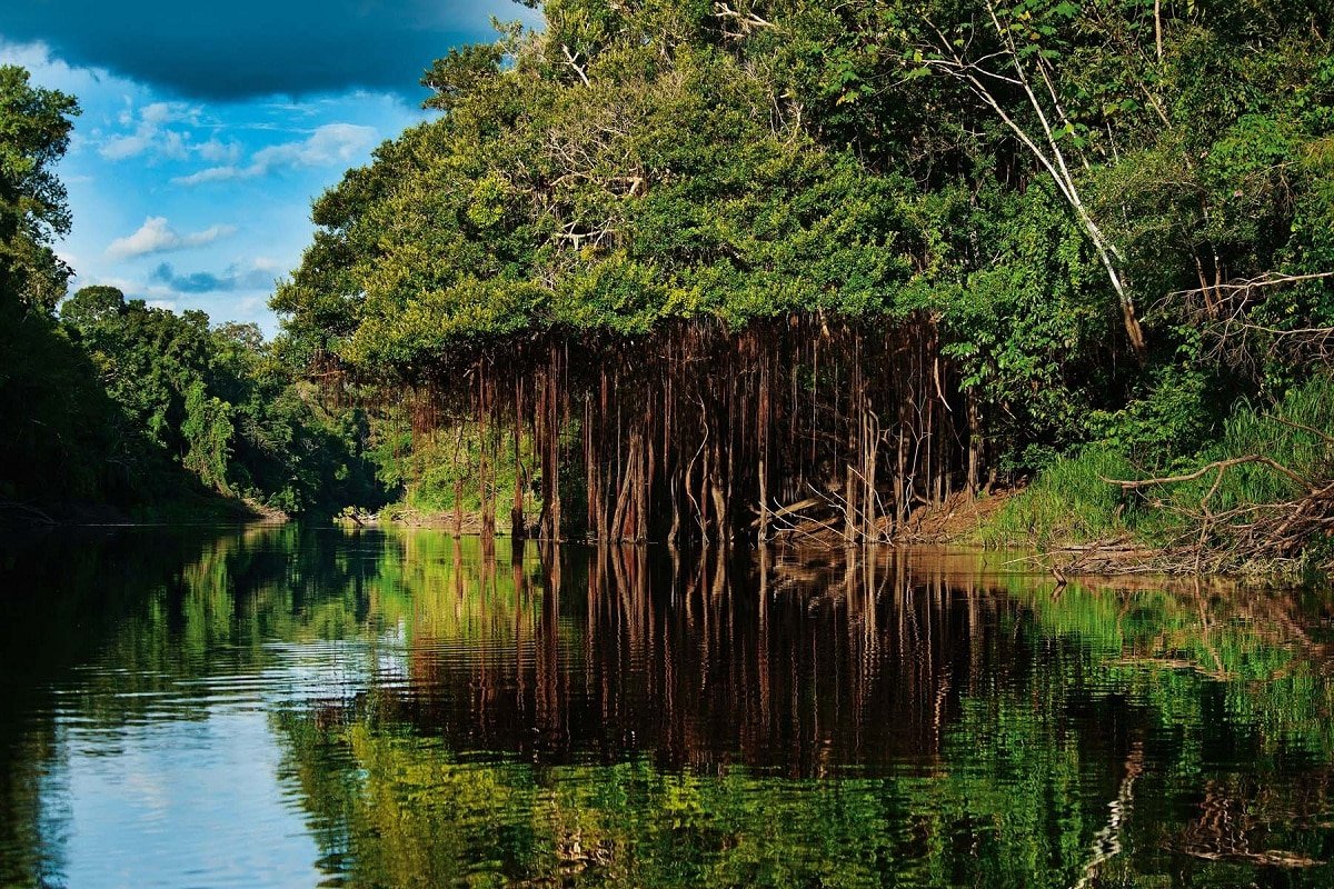 Сельва Амазонии