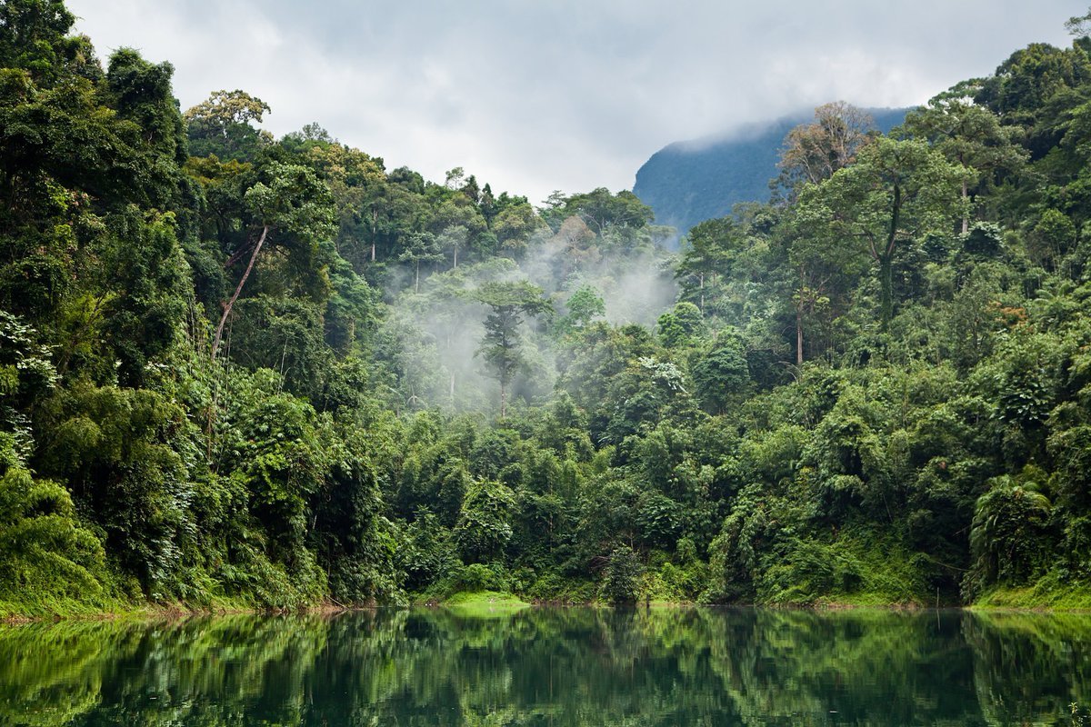 Леса амазонки картинки