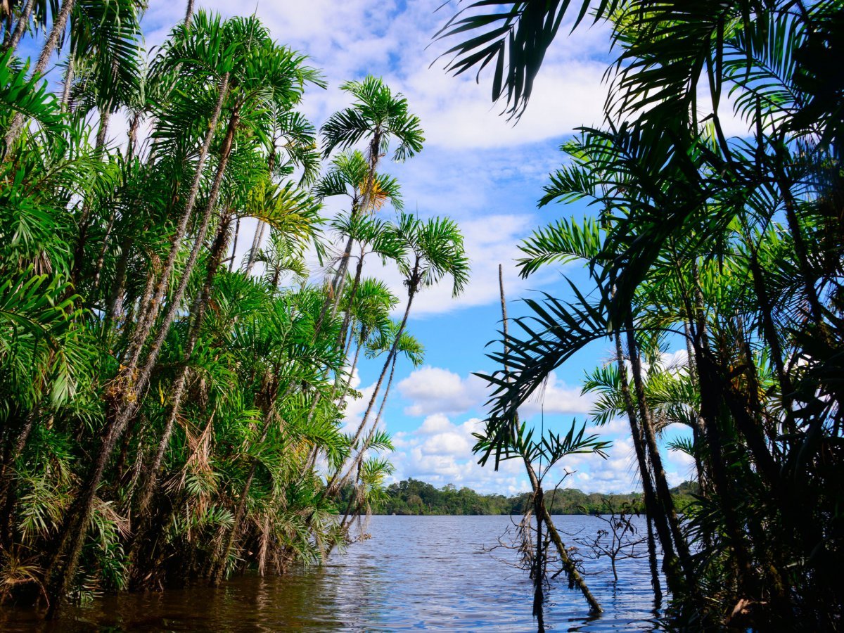 Тропические дождевые леса Амазонии