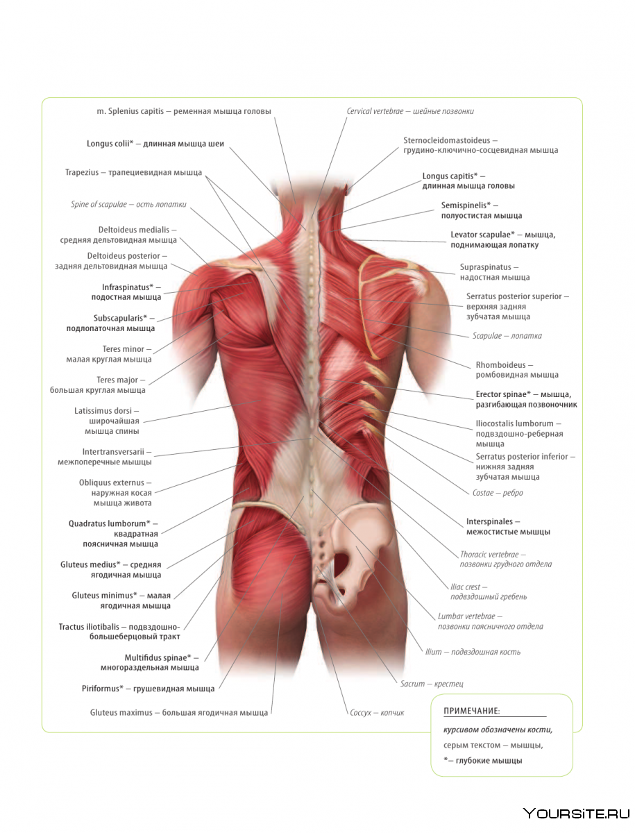 Мышцы низа спины
