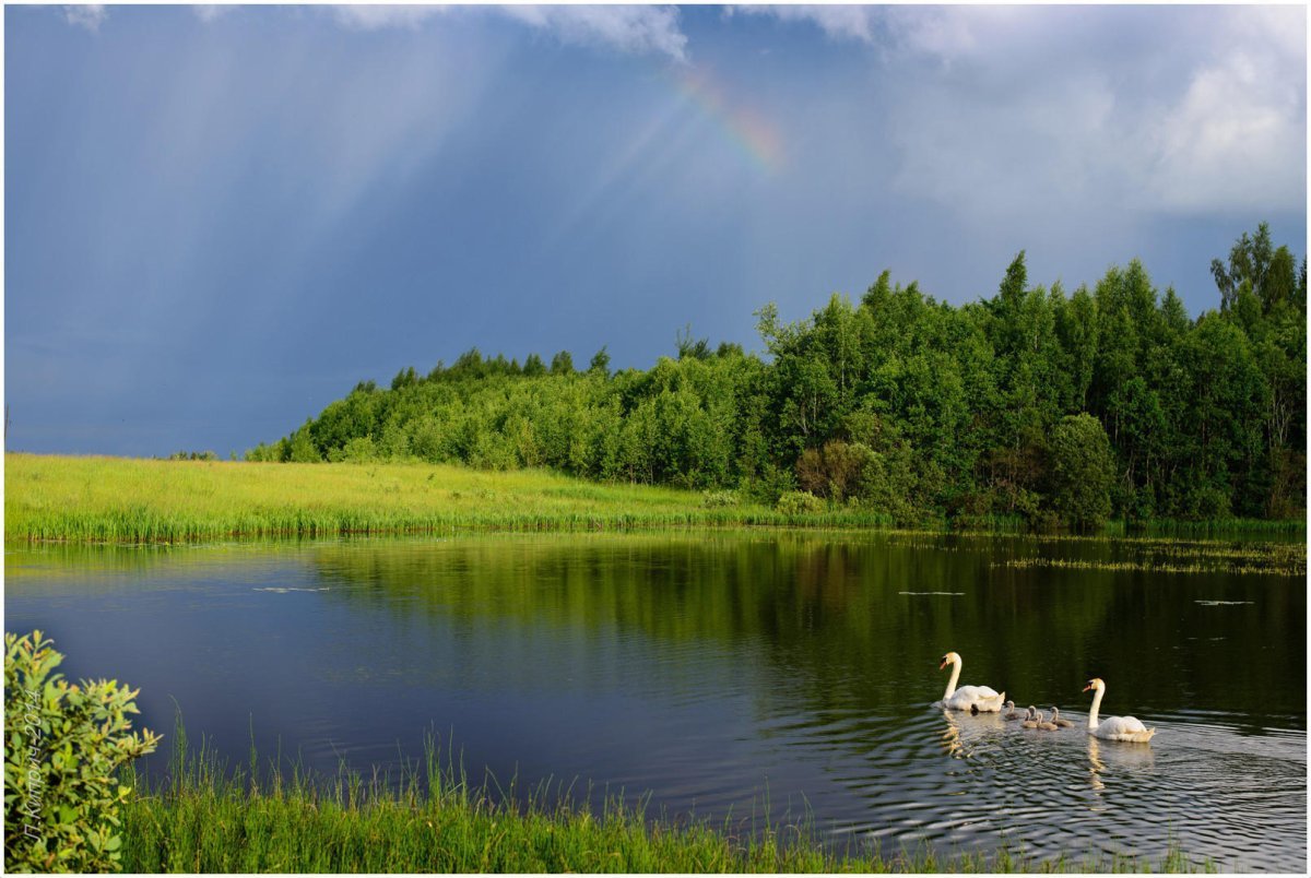 Озеро Тигода Новгородская область