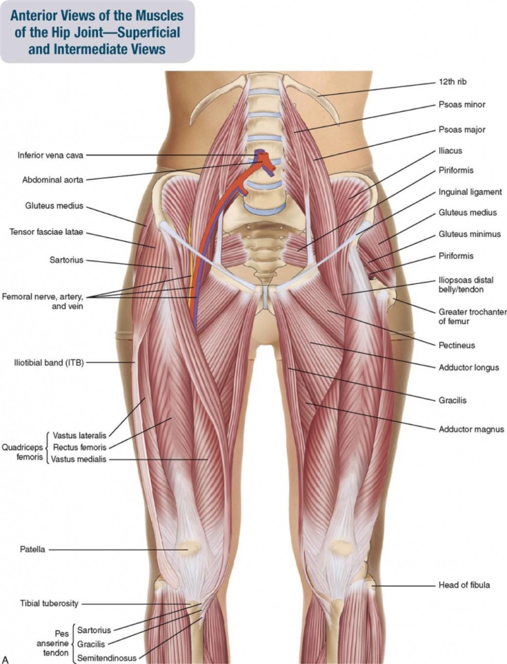 Бедро часть тела человека. Мышцы таза и бедра анатомия. Сухожилия внутренней поверхности бедра анатомия. Анатомия ягодичных мышц человека. Связки бедра анатомия.