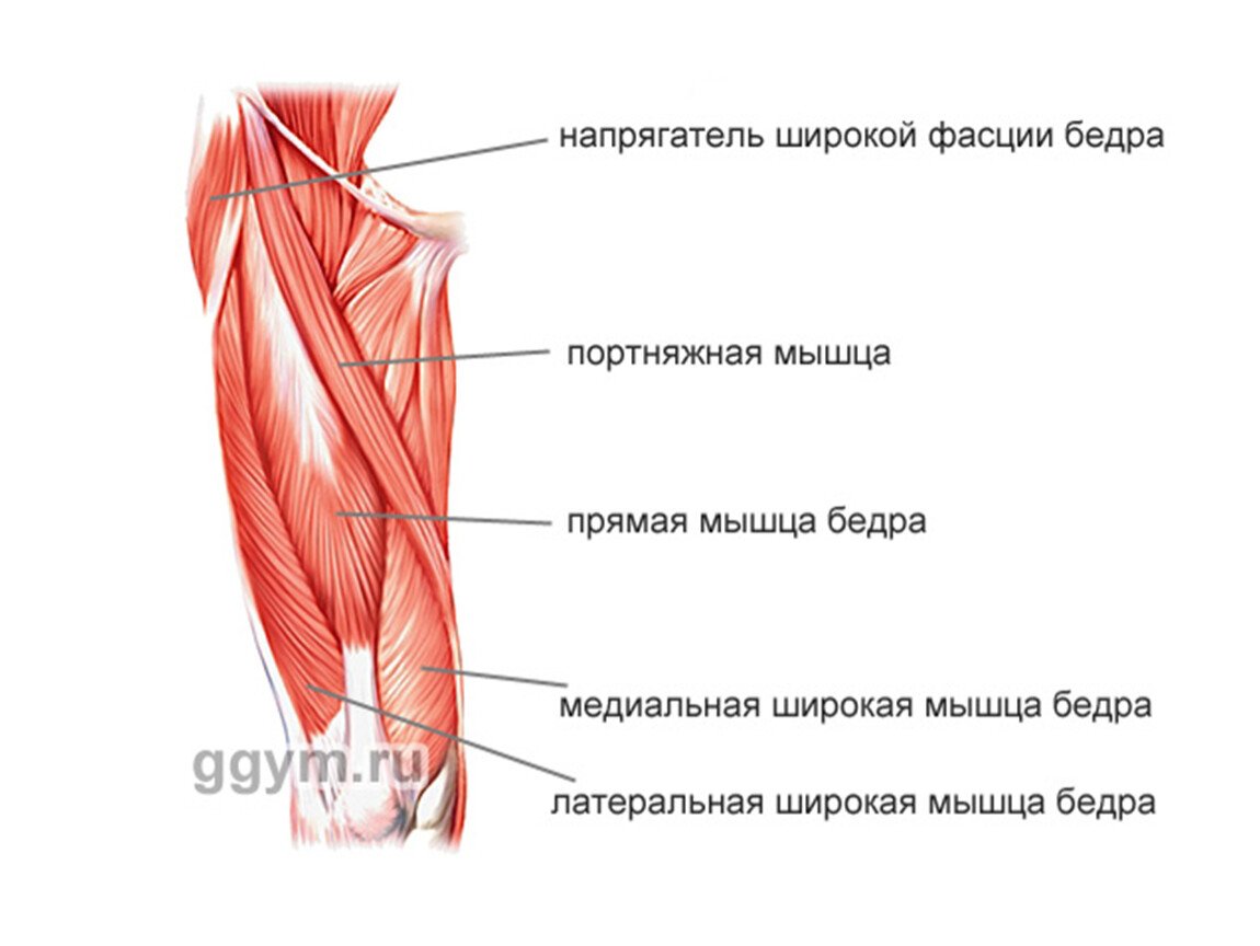 Четырехглавая мышца бедра (квадрицепс)