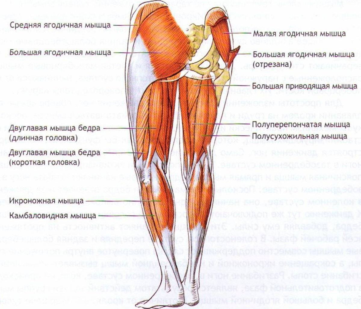 Мышцы бедра передняя группа анатомия