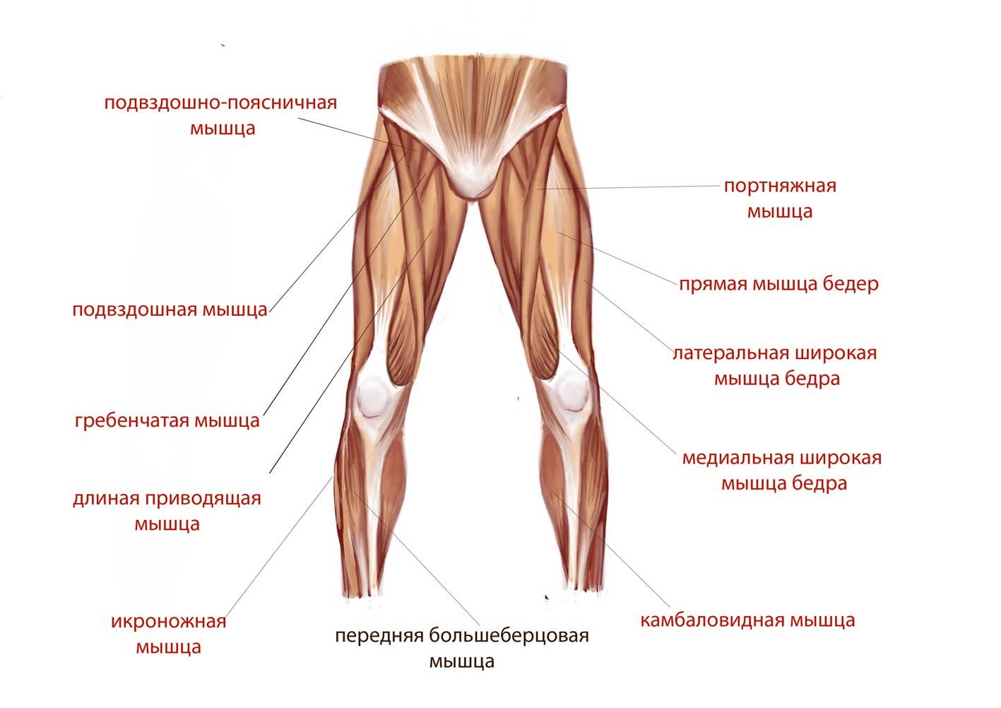 Как выглядит ляжка. Мышцы передней поверхности бедра анатомия. Передне латеральная мышца бедра. Строение мышц внутренней поверхности бедра.
