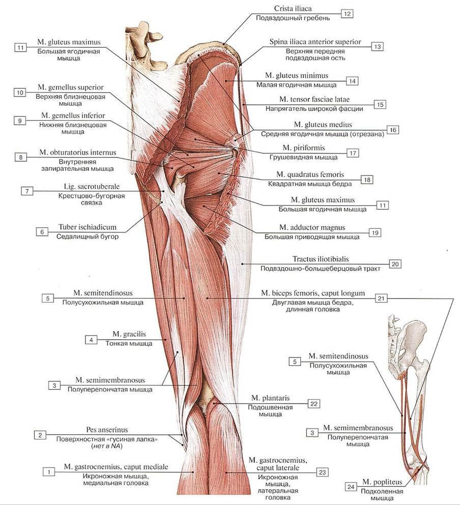 Анатомия задней поверхности бедра