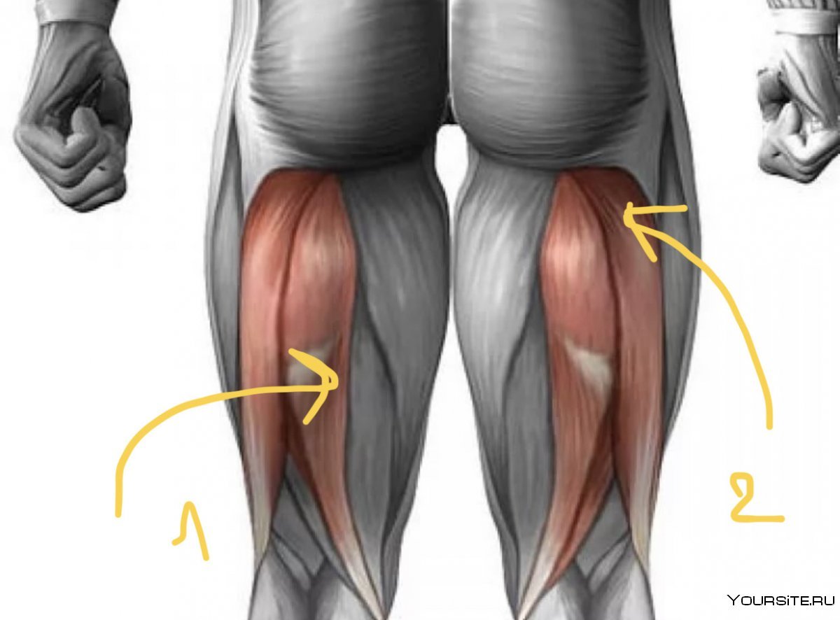 Мышца квадрицепс бедра анатомия