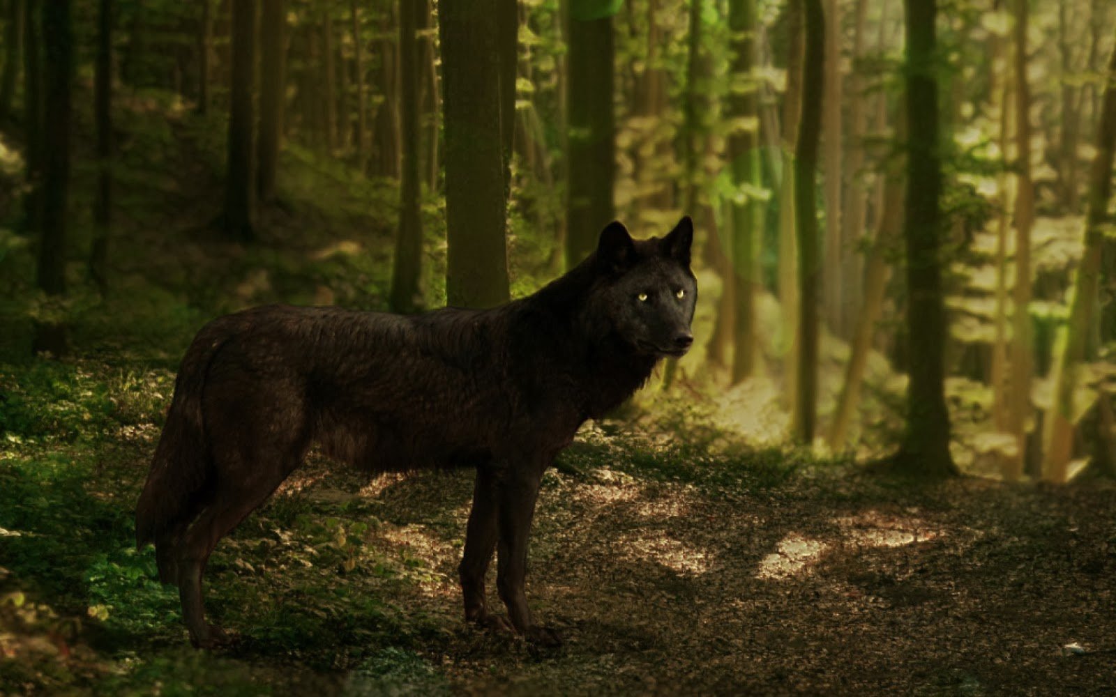Благородный черный пес. Блэк Вульф волк. Флоридский чёрный волк. Дикий Карпатский Карпатский волк. Волк в лесу.