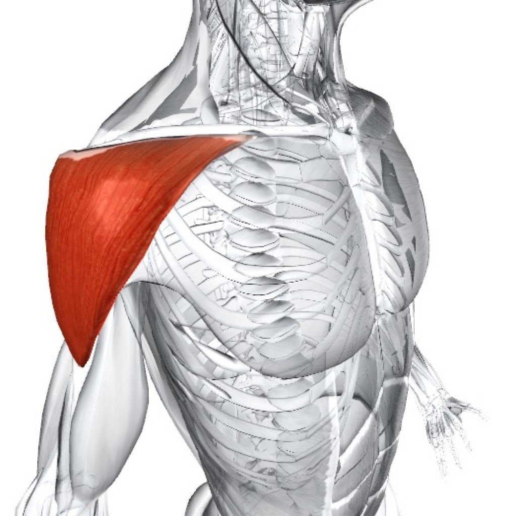 Акромиальная часть дельтовидной мышцы