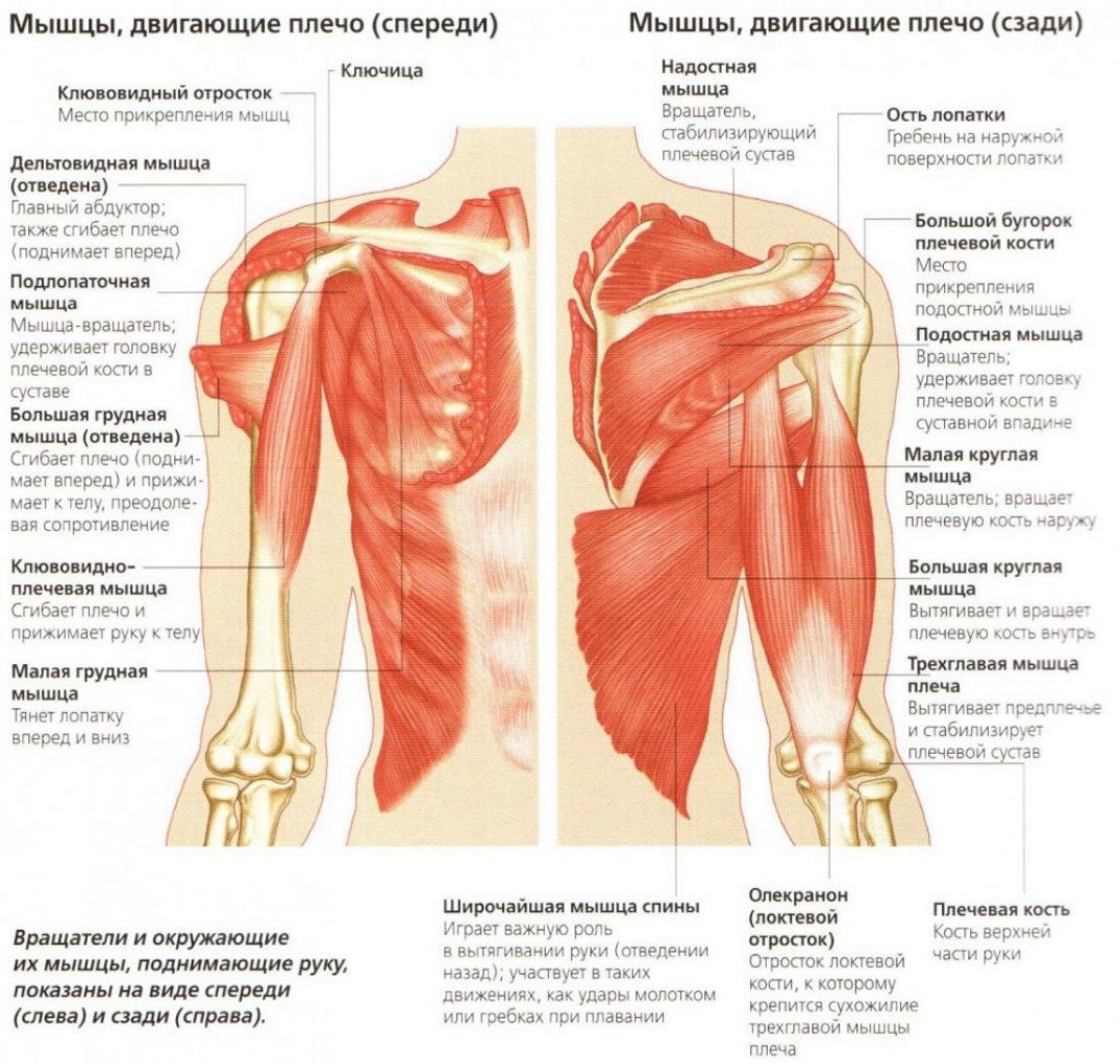 Мышцы плеча вид сзади