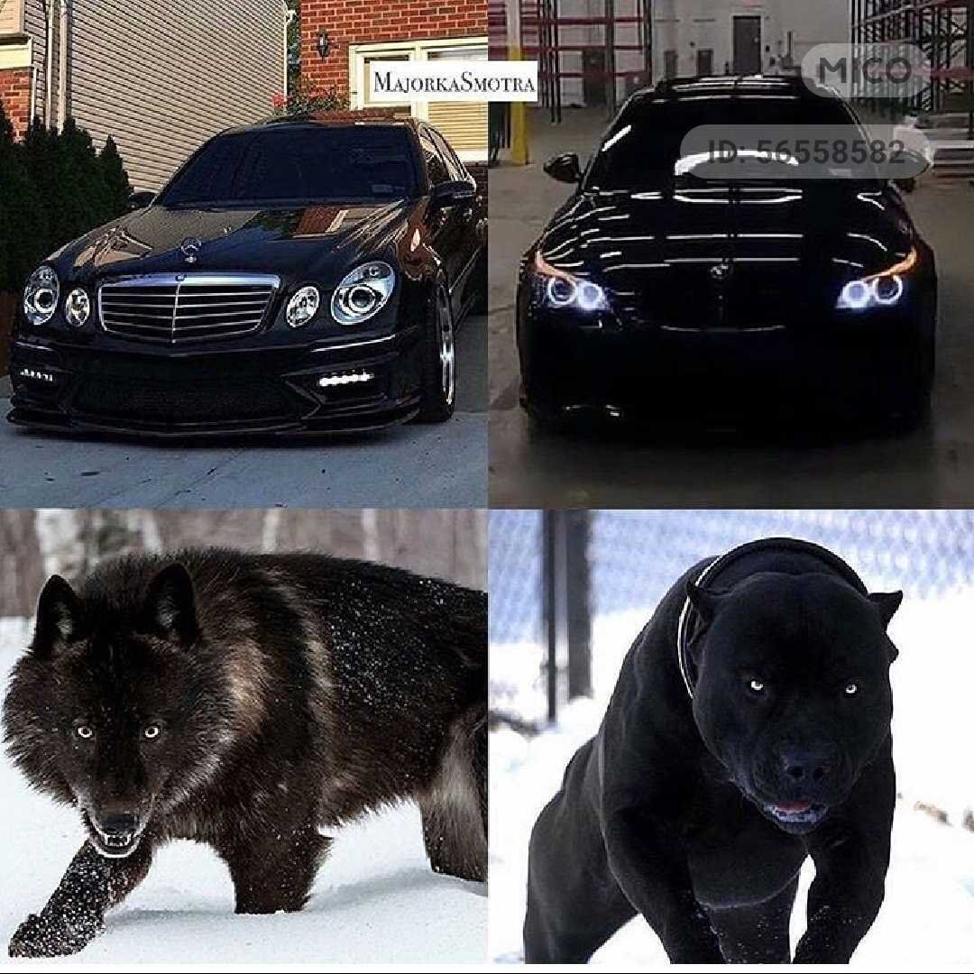 BMW И собака