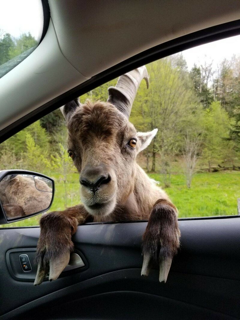 Животные в машине