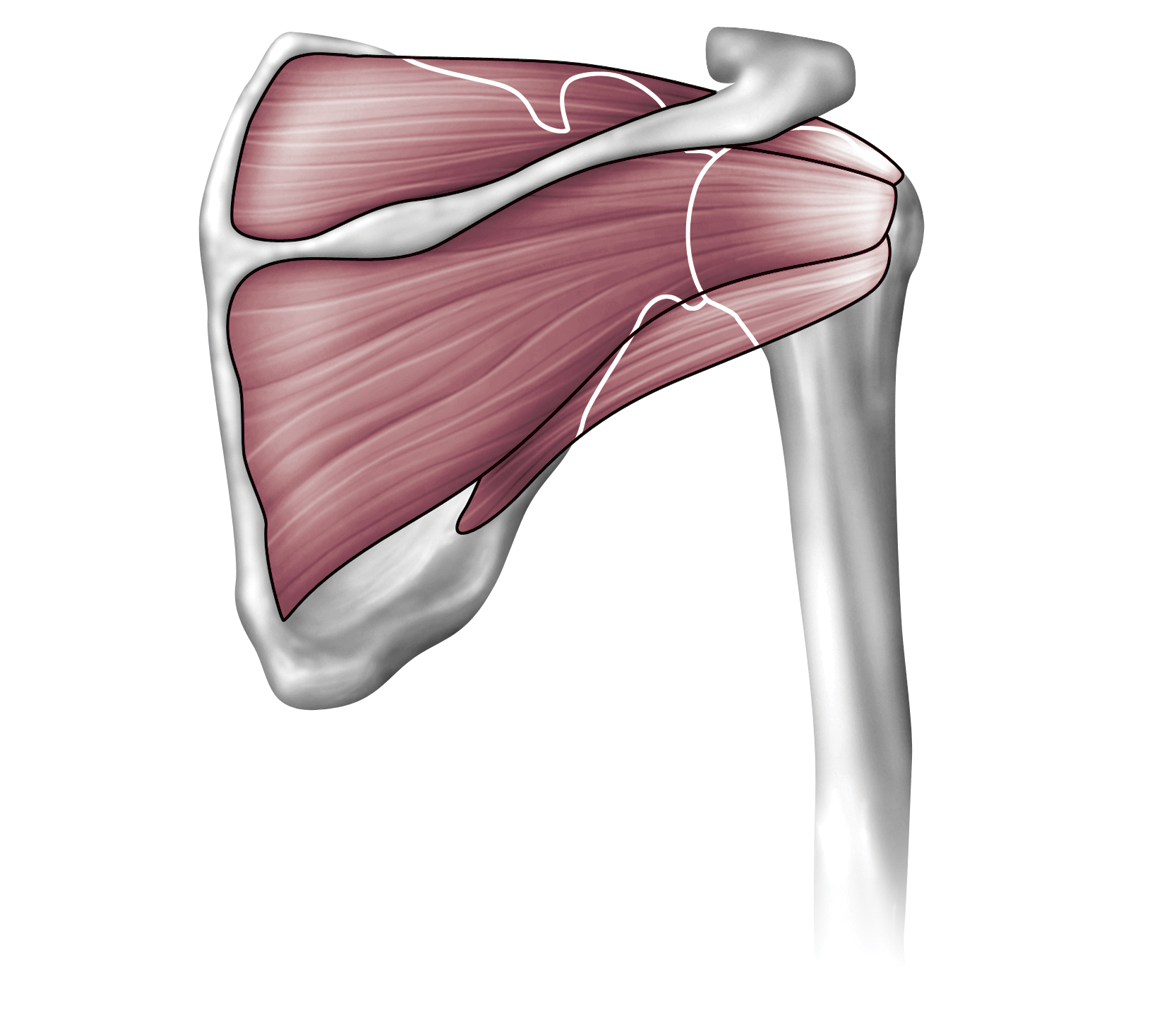 Rotator muscle анатомия