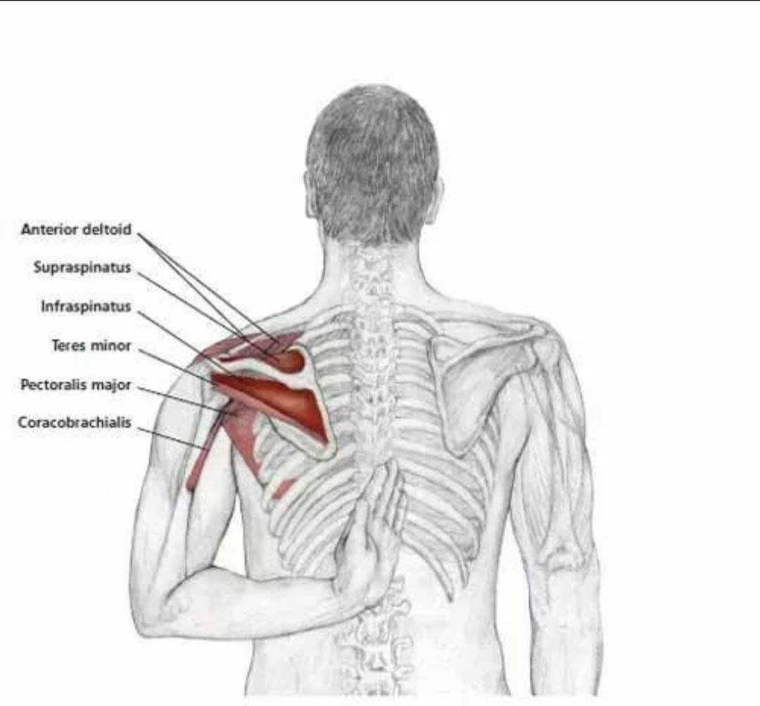 Боль в надостной мышце плеча