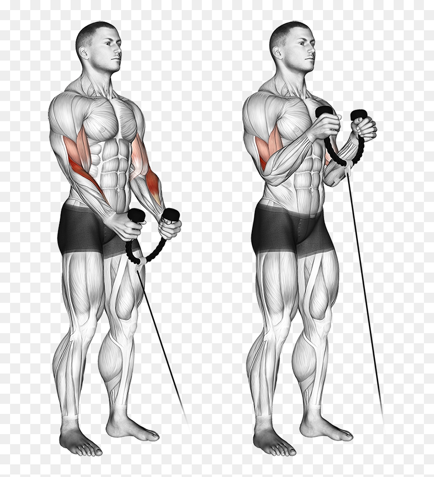 Упражнения на бицепс с гантелями для мужчин