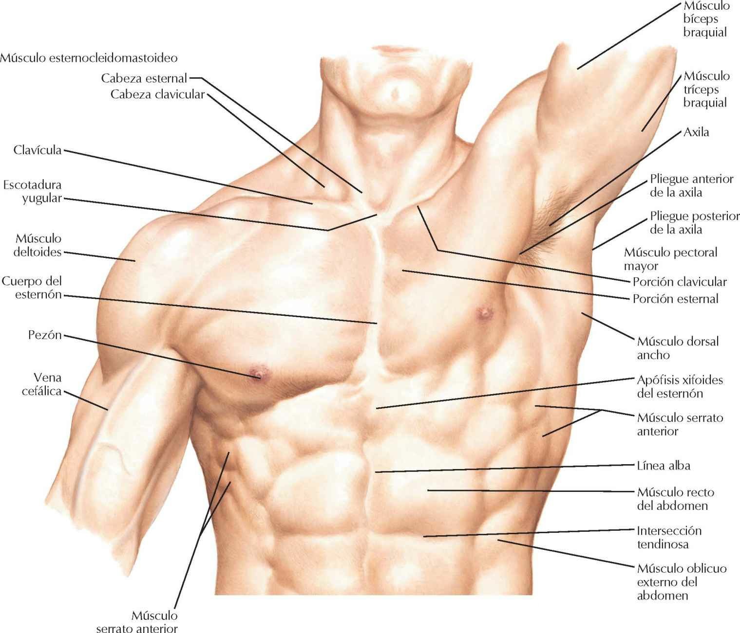 Подмышки человека анатомия