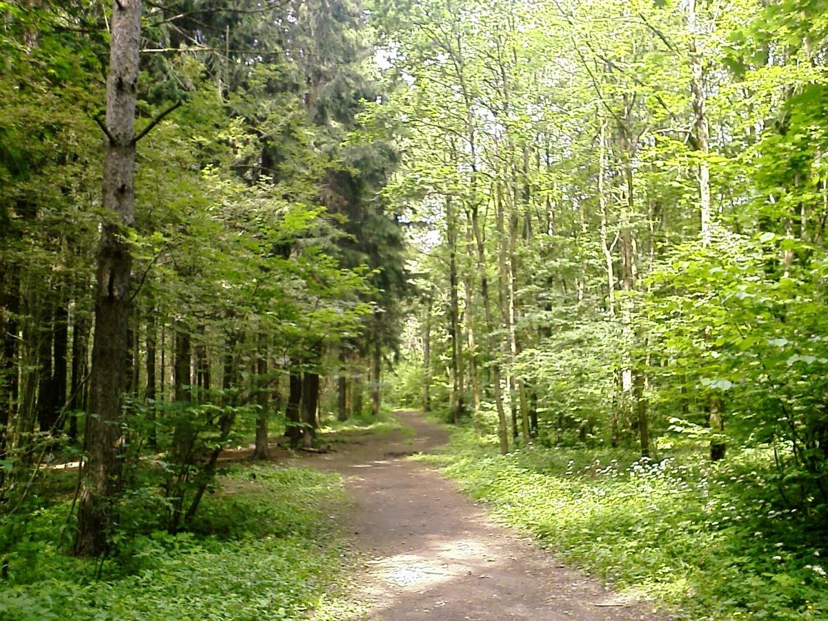 Подушкинский лес Одинцово человек стоит
