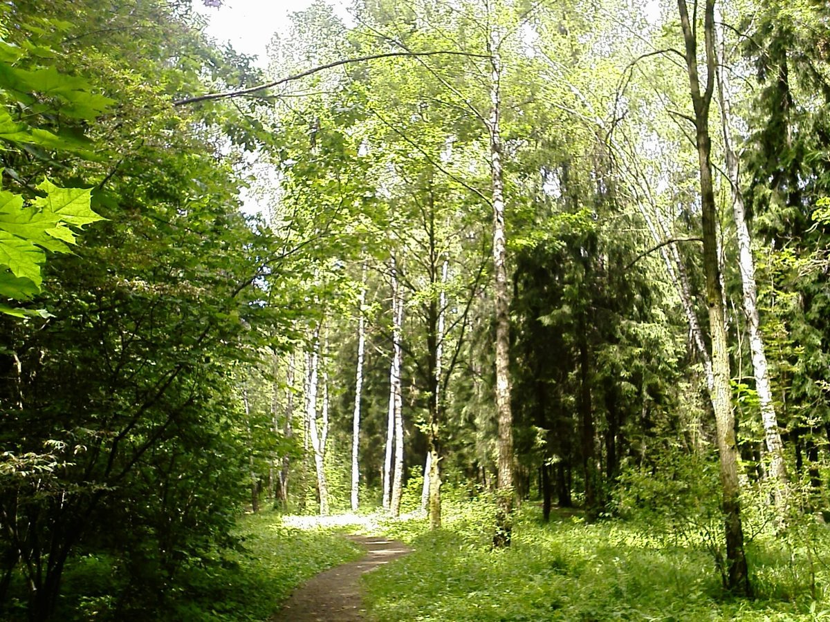 Подушкинский лесопарк в Барвихе