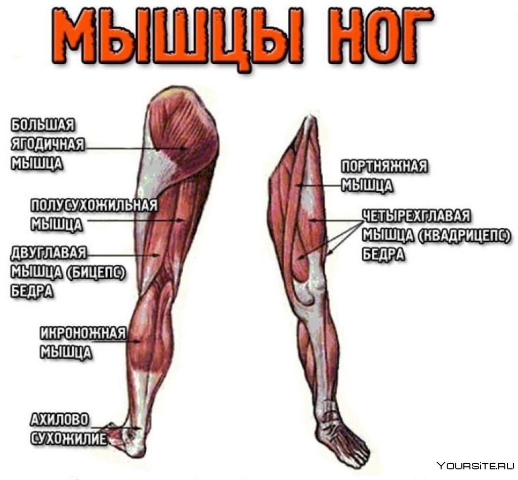 Мышцы ноги человека схема с названиями