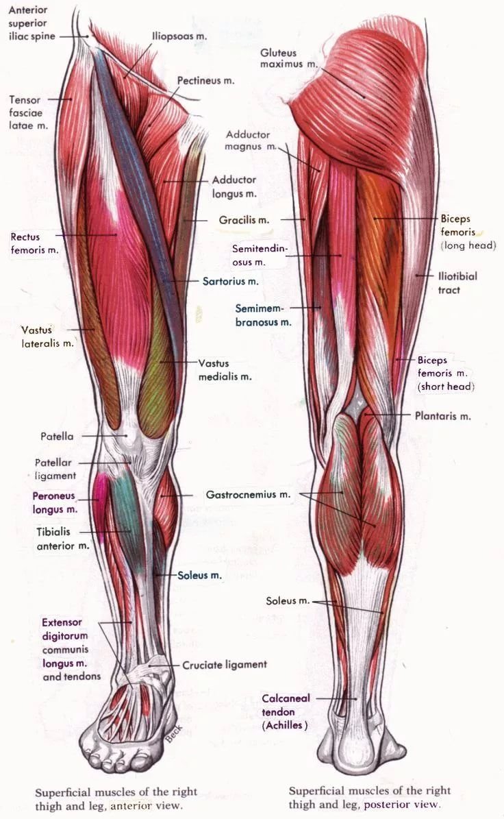 Строение мышц ноги спереди