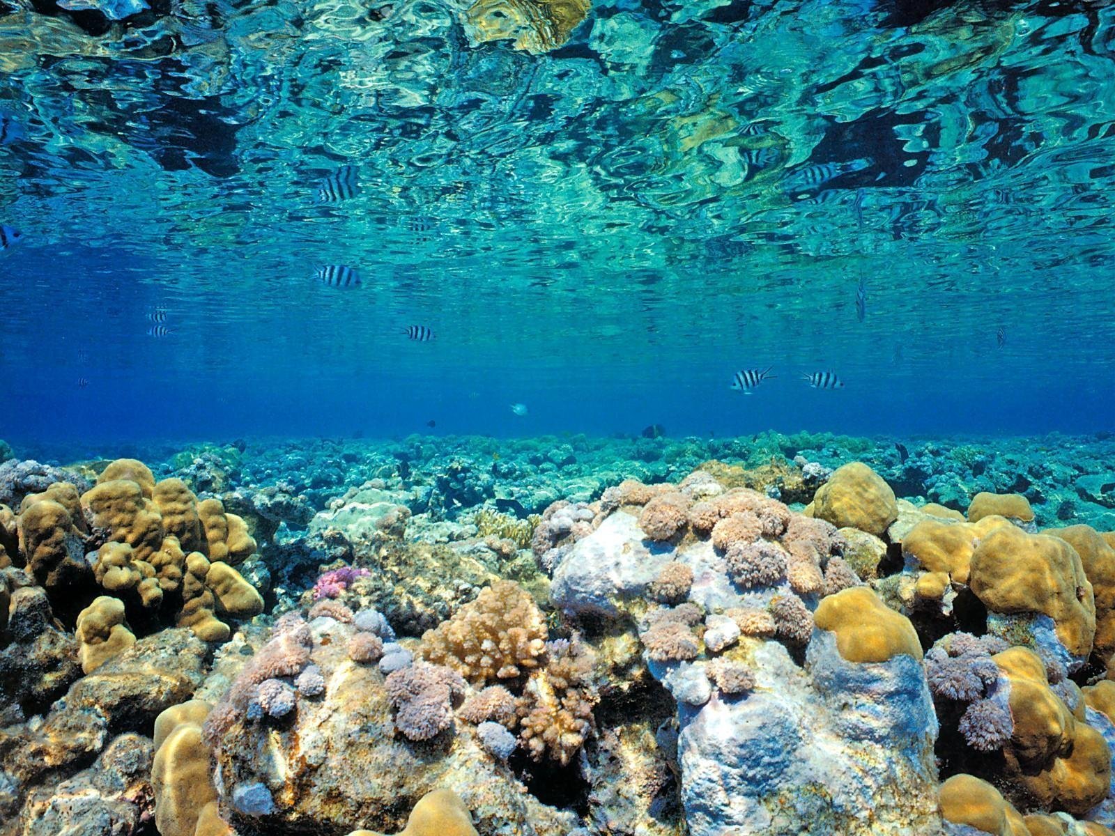 Мир морских глубин. Рифы в океане. Коралловые рифы красного моря. Атлантический океан коралловый риф. Риф красного моря глубины.