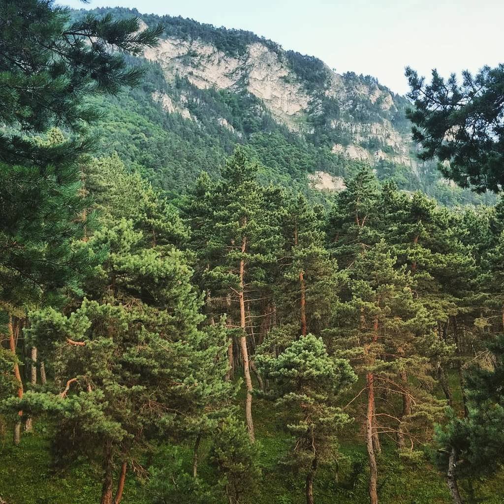 Хрюг лес Дагестан