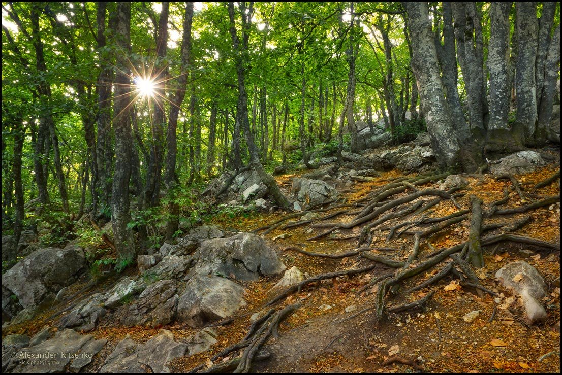 Хрюгский лес