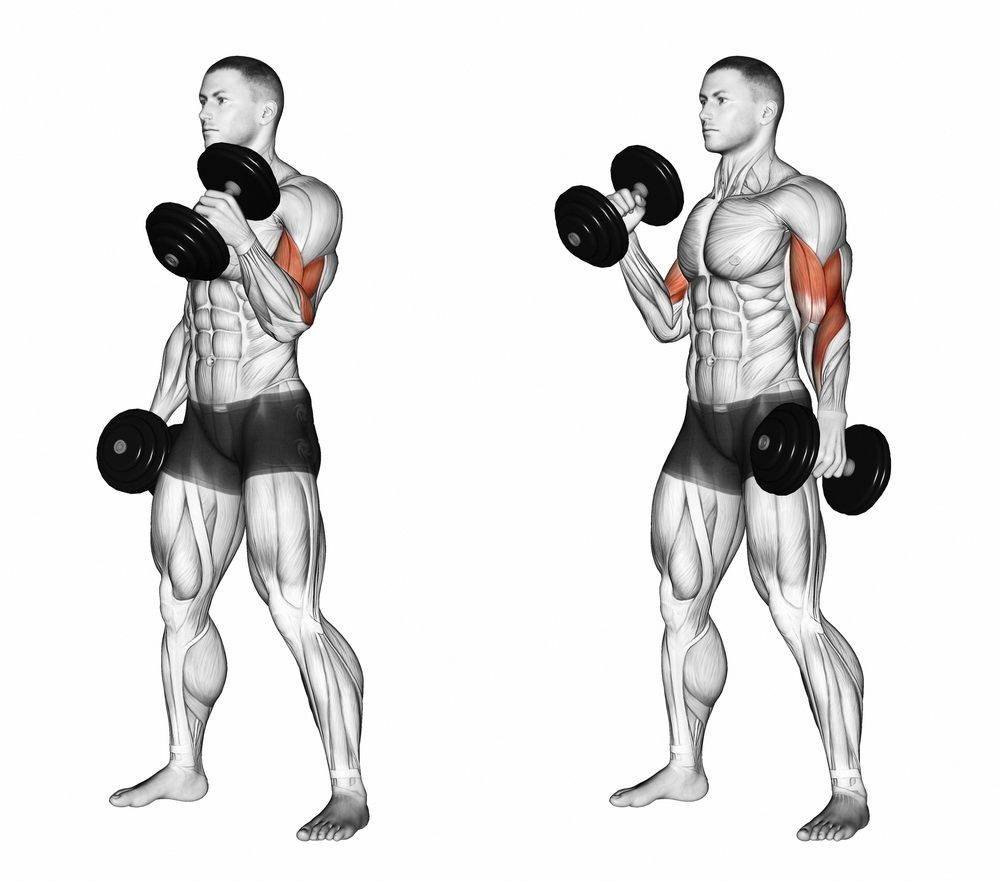 Тренировка мышц трицепса