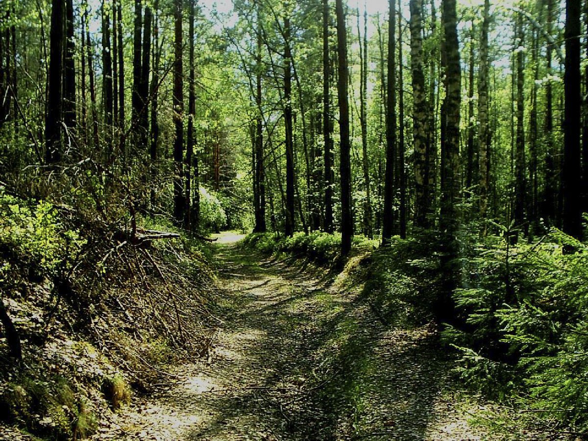 Фото серенаголовова в лесу