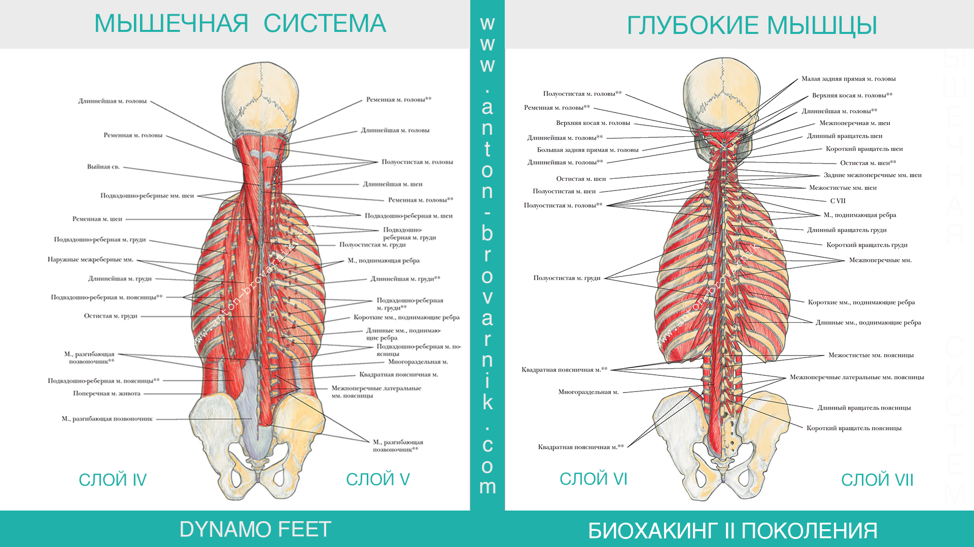 Атлас Синельников мышцы спины. Глубокие мышцы поясницы анатомия. Глубокие мышцы спины медунивер. Поперечно-остистая мышца спины таблица.