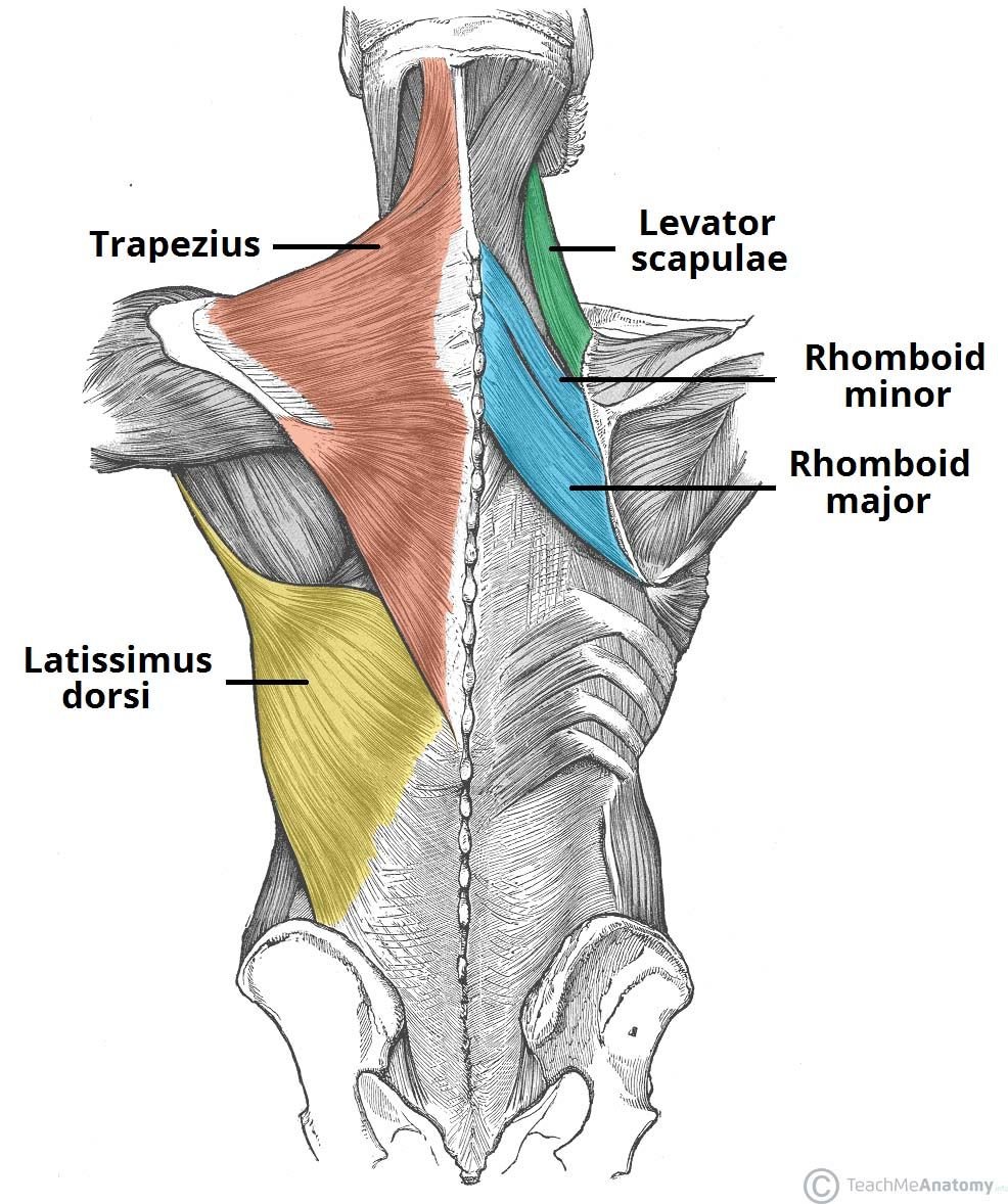 Строение спины сзади у человека нервы и мышцы