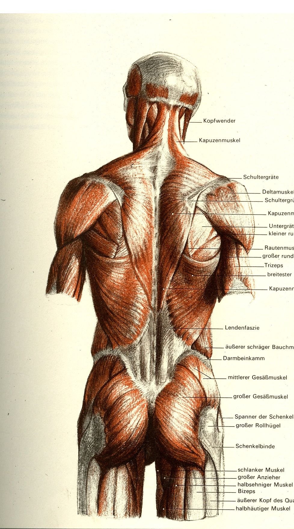 Поясница какие мышцы. Мышцы спины атлас Синельникова. Поверхностные мышцы спина атлас. Поверхностные мышцы спины Синельников.