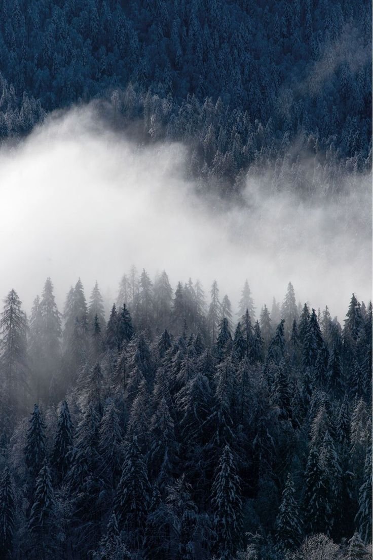 Горы туман лес Скандинавия
