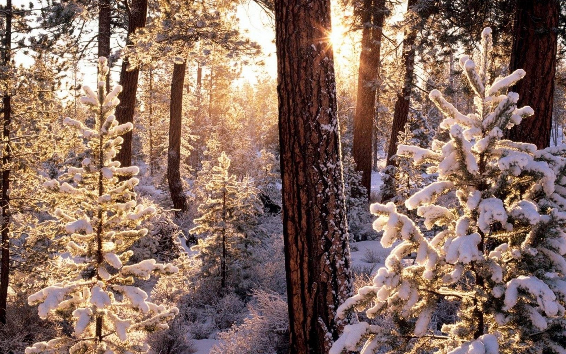 Красота зимнего леса. Зимний лес. Снежный Сосновый лес. Заснеженный еловый лес. Сказочный зимний лес.