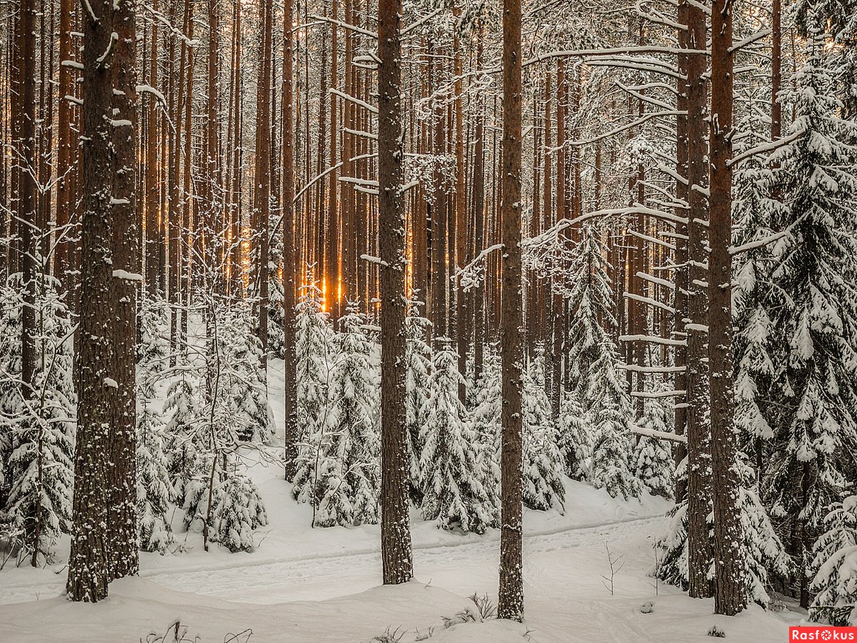 Сосновый лес зима