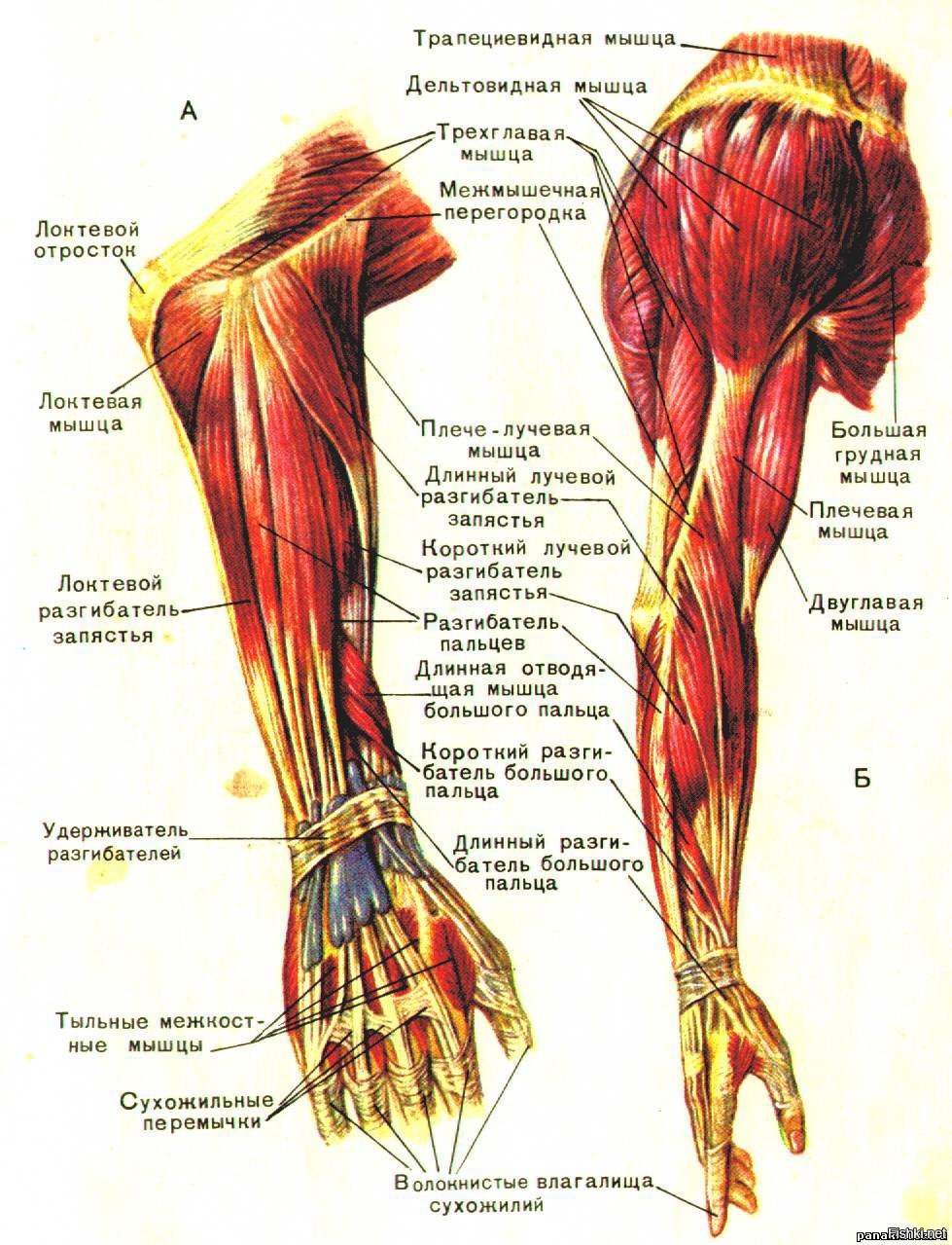 мышцы руки фото