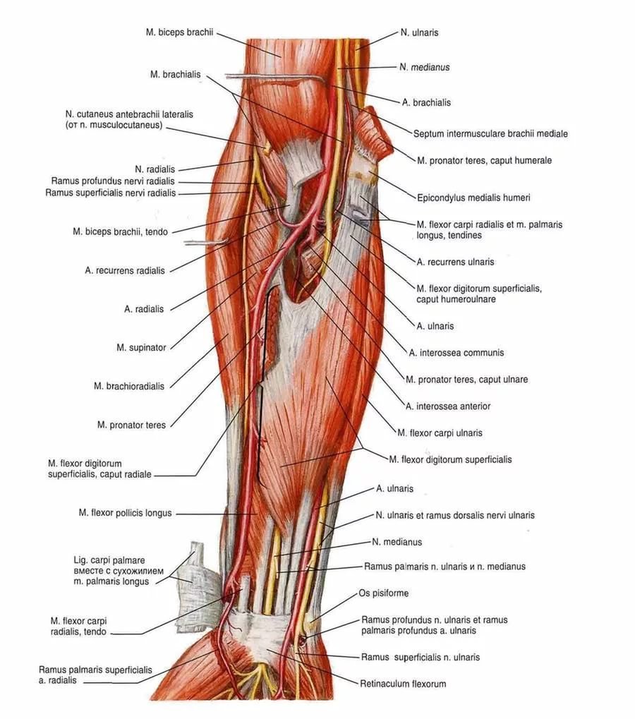 Мышцы верхней конечности мышцы предплечья