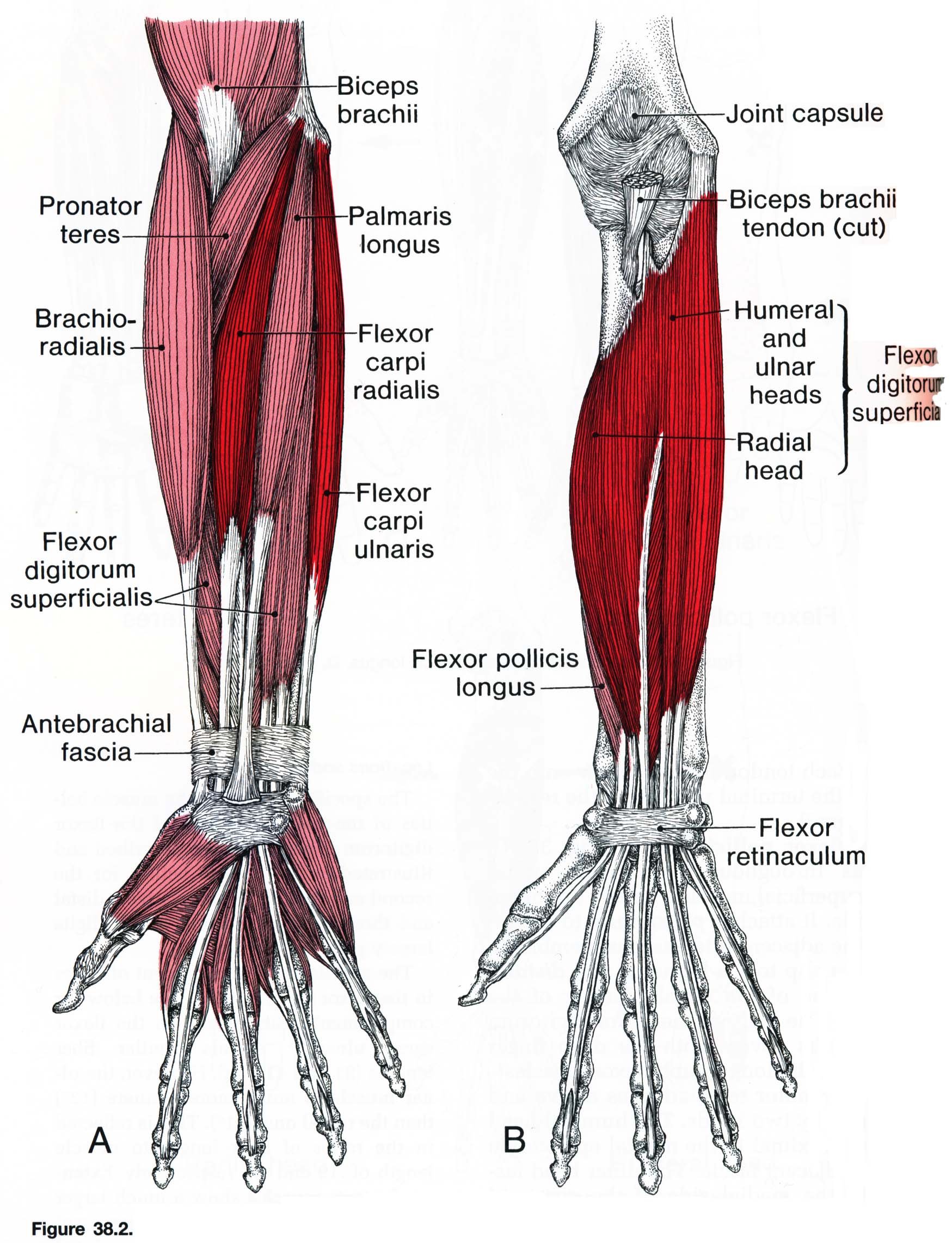 Локтевой сустав мышцы и сухожилия. Мышцы сгибатели кисти. Мышцы предплечья анатомия человека. Локтевой сгибатель запястья мышца. Сгибатели и разгибатели руки.