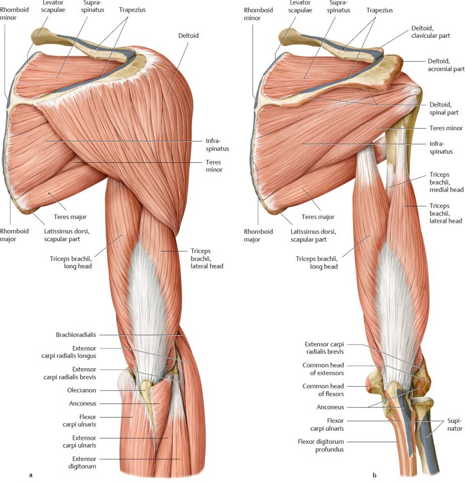 Мышцы локтевого сустава анатомия