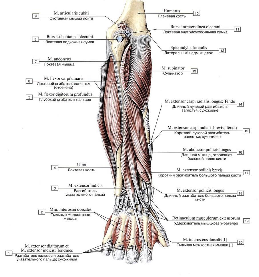 Мышцы предплечья анатомия передняя группа