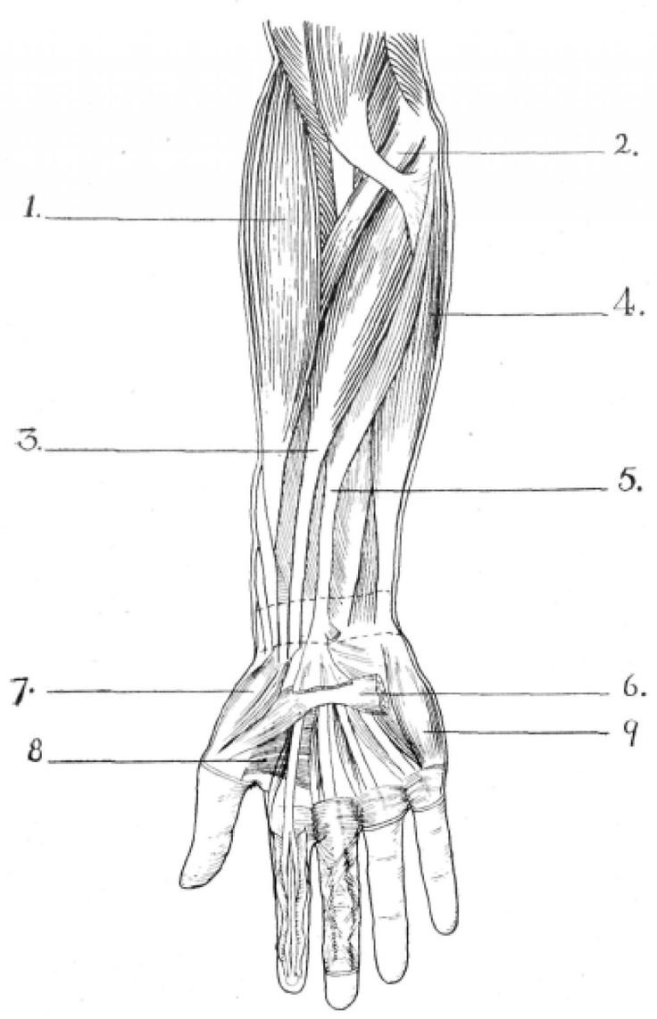Мышцы верхних конечностей анатомия предплечье
