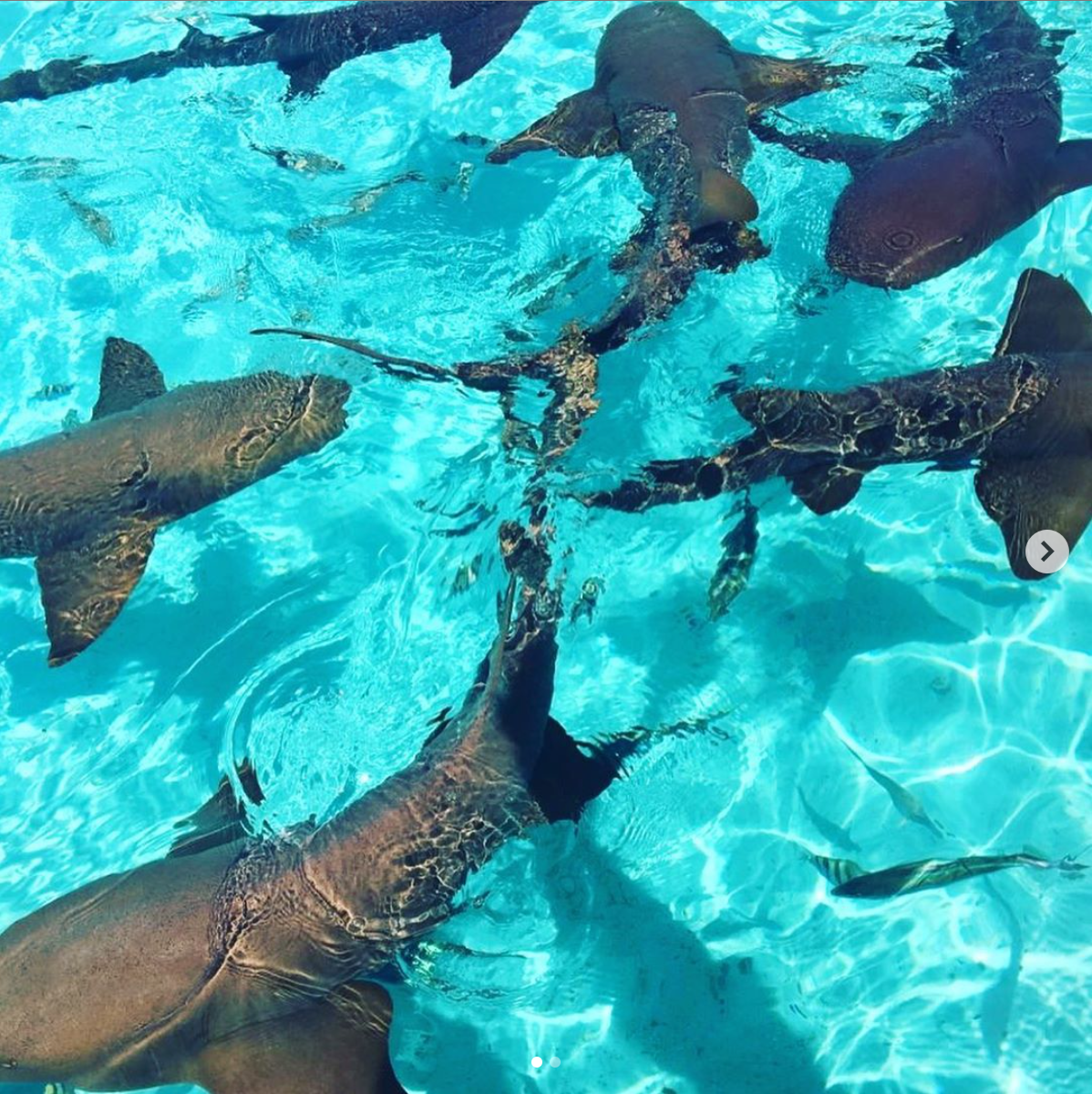 Акулы няньки на Багамах