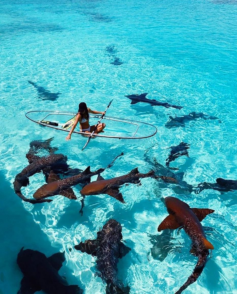 Багамы акулы